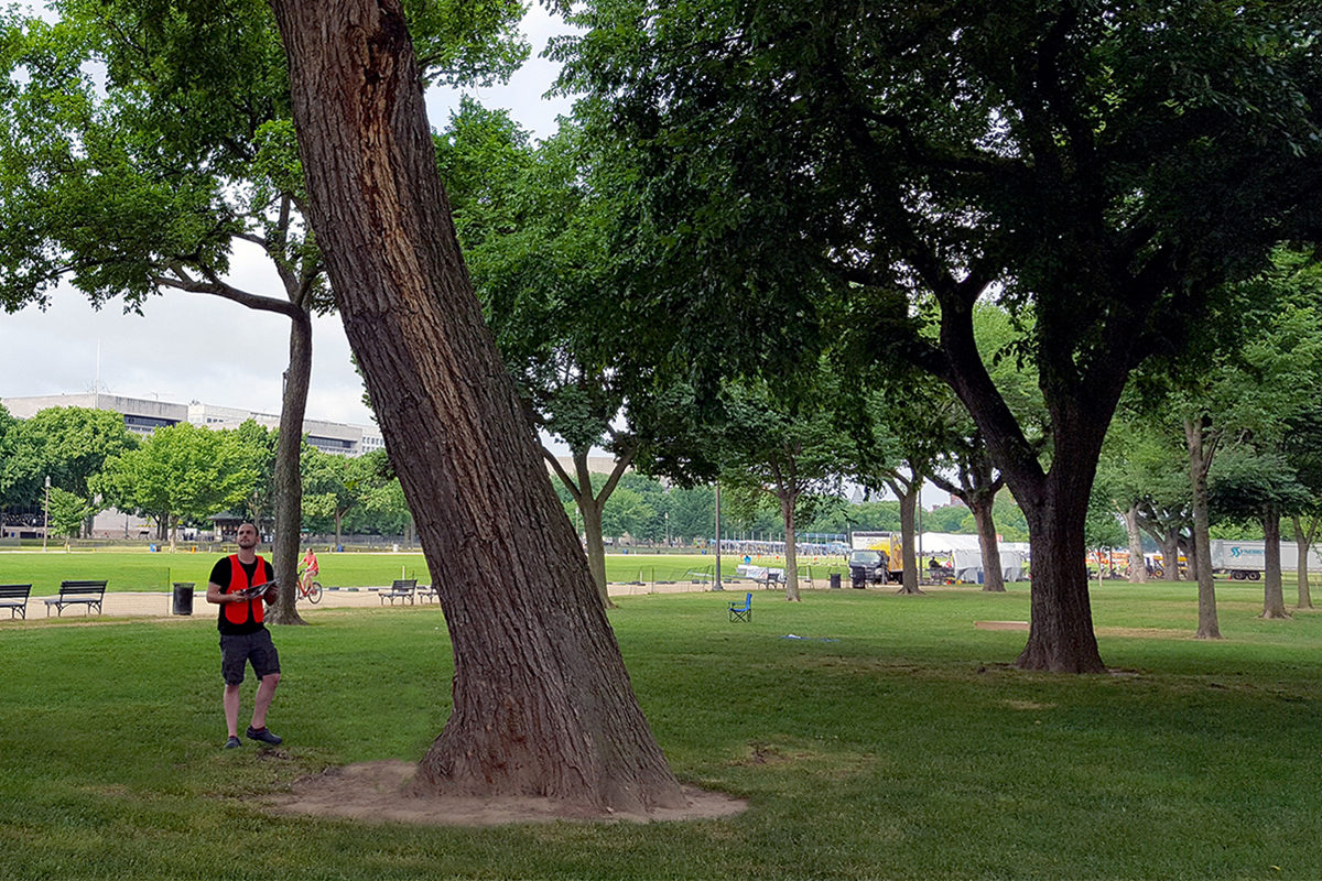 TWMLA Designer Bryan Denig Works to Preserve Elm Trees on the National Mall